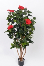 Hibiscus chinese multitree 180cm rood